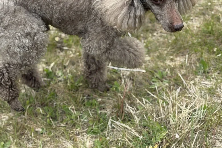 Cockapoo