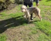 Lurcher