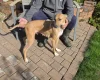 Lurcher