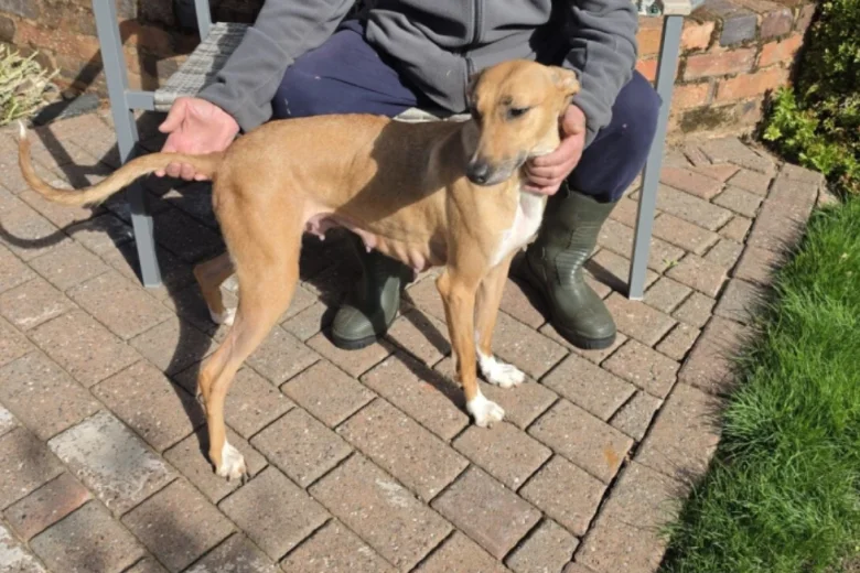 Lurcher
