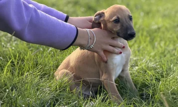 Lurcher