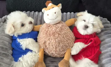 Maltese
