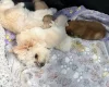 Maltese