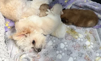 Maltese