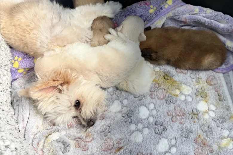 Maltese