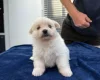 Maltese