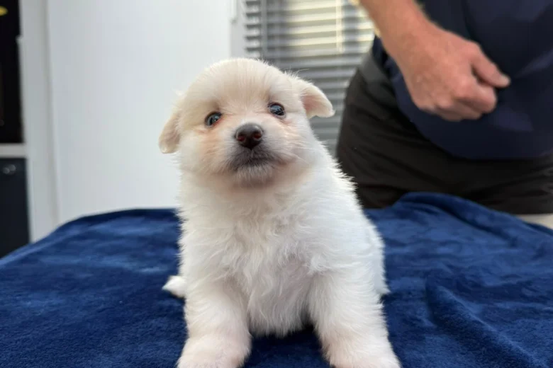 Maltese