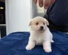 Maltese