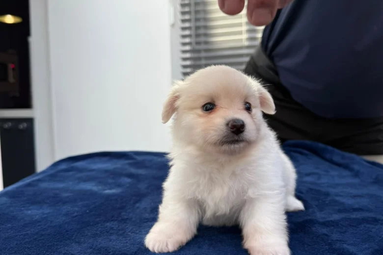 Maltese