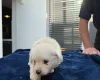 Maltese
