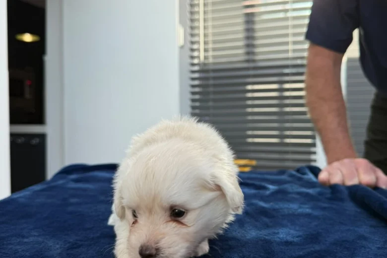 Maltese