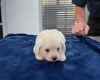 Maltese