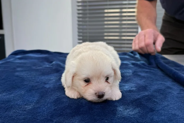 Maltese