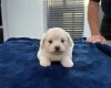 Maltese