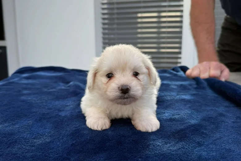 Maltese