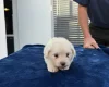 Maltese