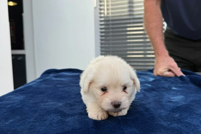Maltese
