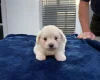 Maltese