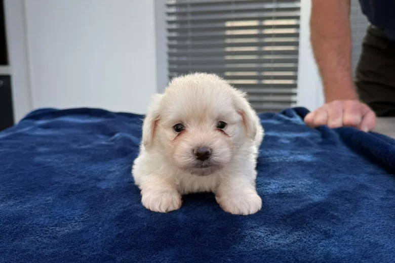 Maltese