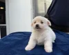 Maltese