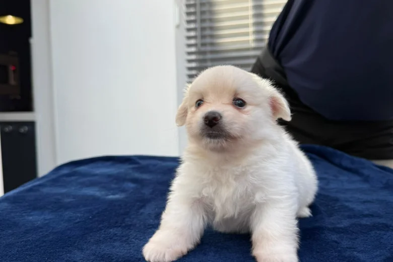 Maltese