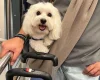 Maltese