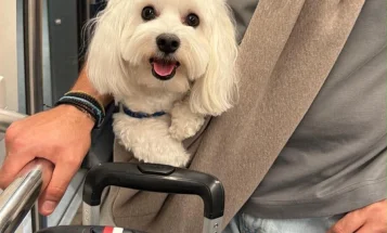 Maltese