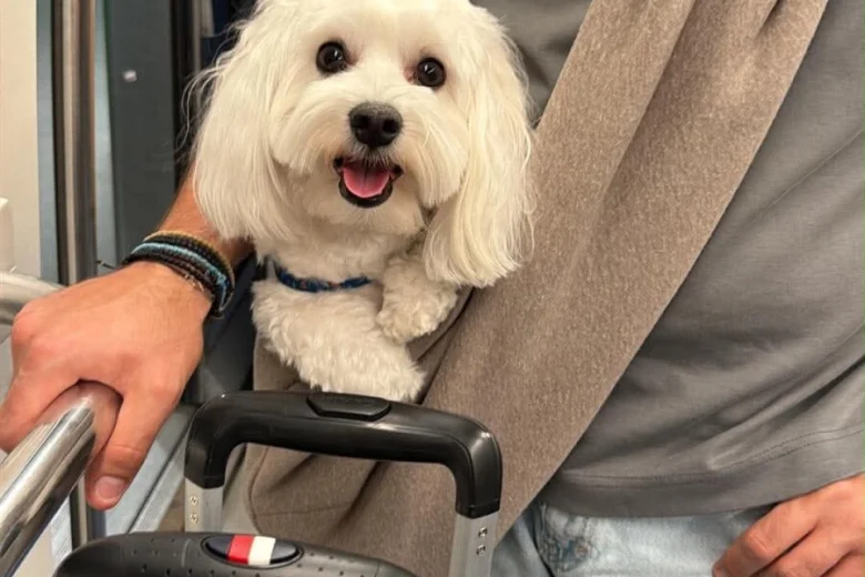 Maltese