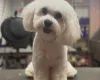 Maltese