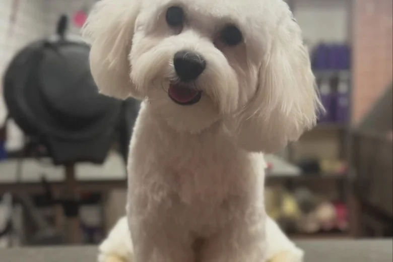 Maltese