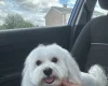 Maltese
