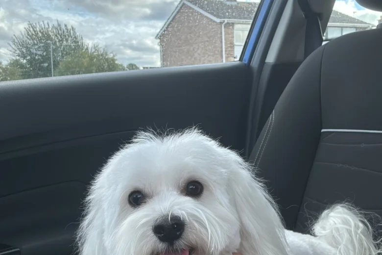 Maltese