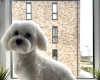 Maltese