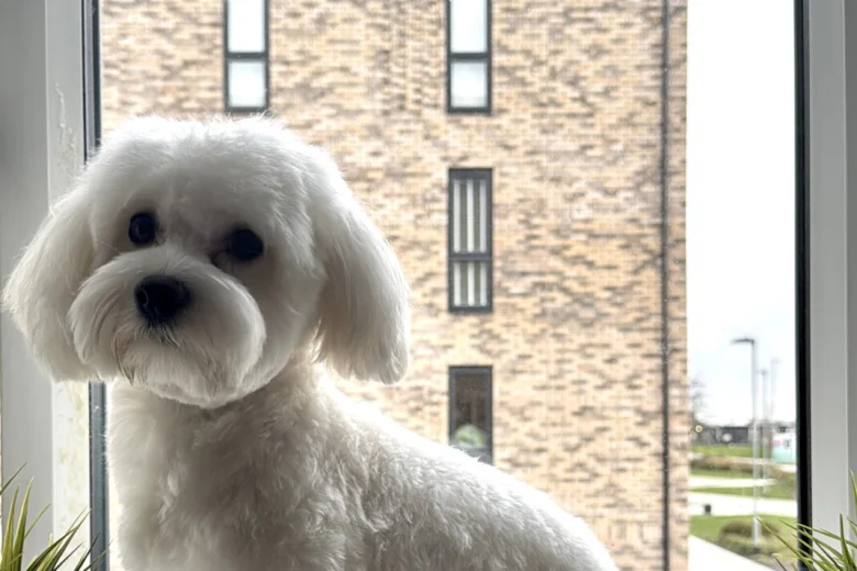 Maltese