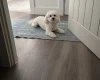 Maltese