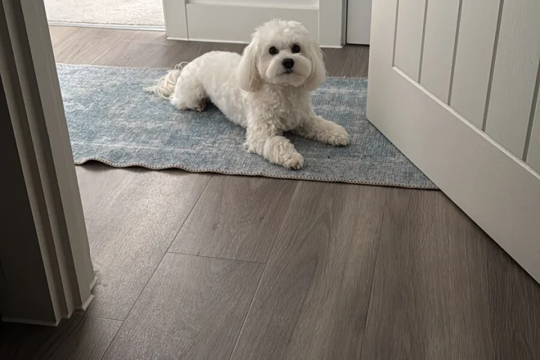 Maltese