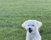 Maltese