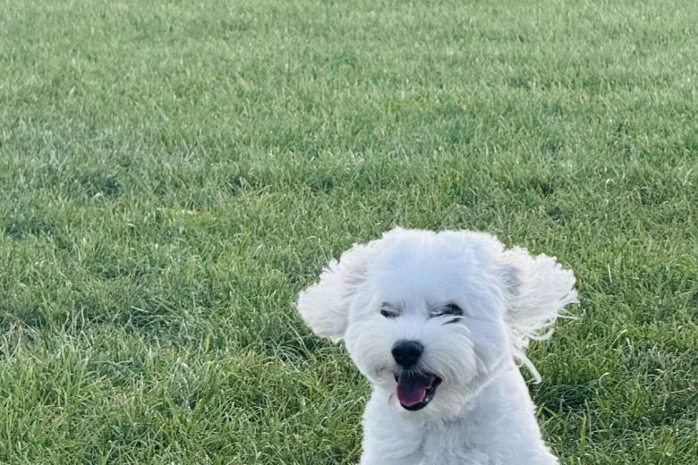 Maltese