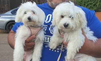 Maltese