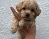 Maltipoo