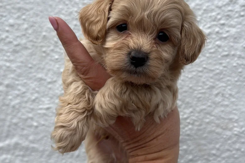 Maltipoo