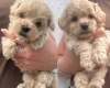 Maltipoo