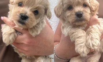 Maltipoo