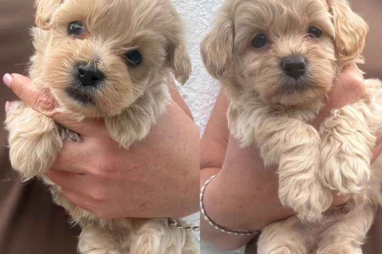 Maltipoo