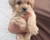 Maltipoo