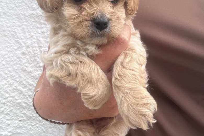 Maltipoo