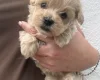 Maltipoo