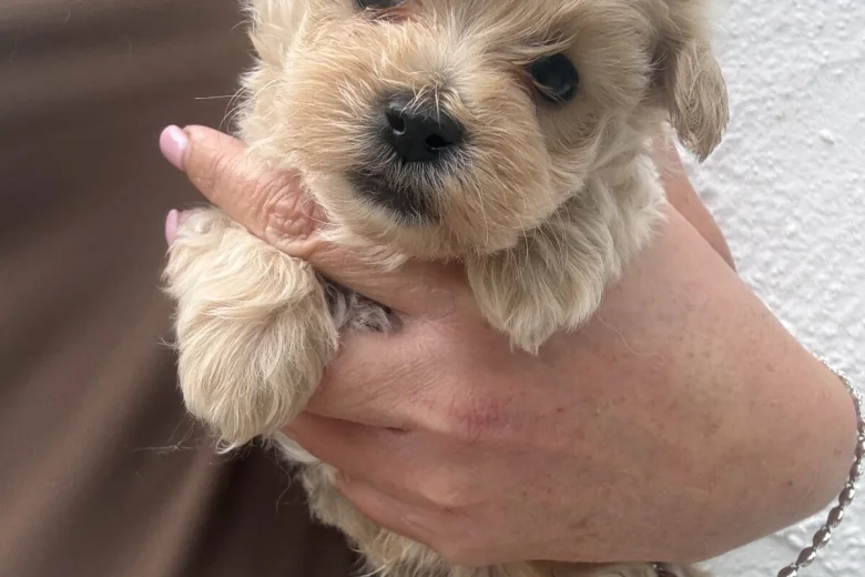 Maltipoo