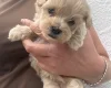 Maltipoo