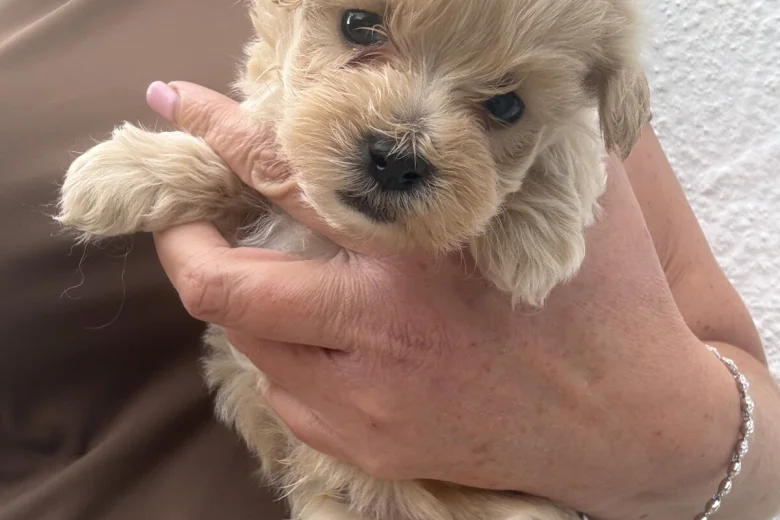 Maltipoo
